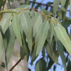 برگ اکالیپتوس
