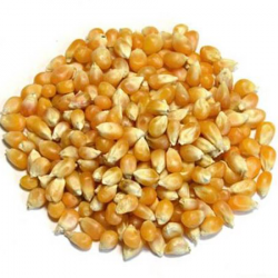 ذرت خشک